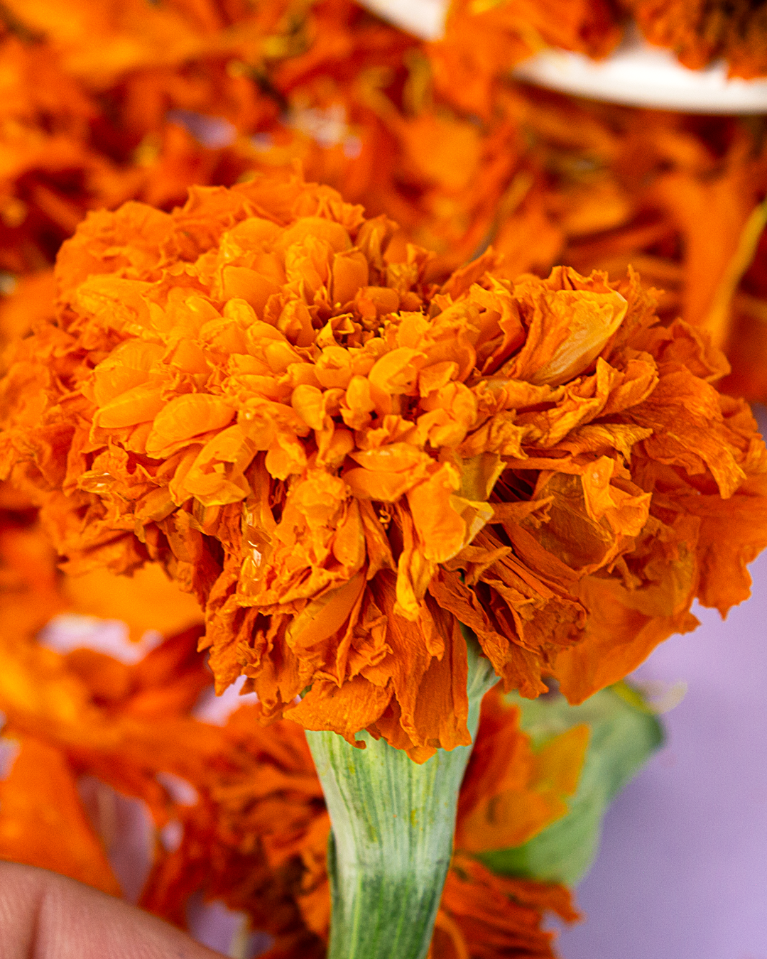 Pétalos de Cempasúchil Liofilizados