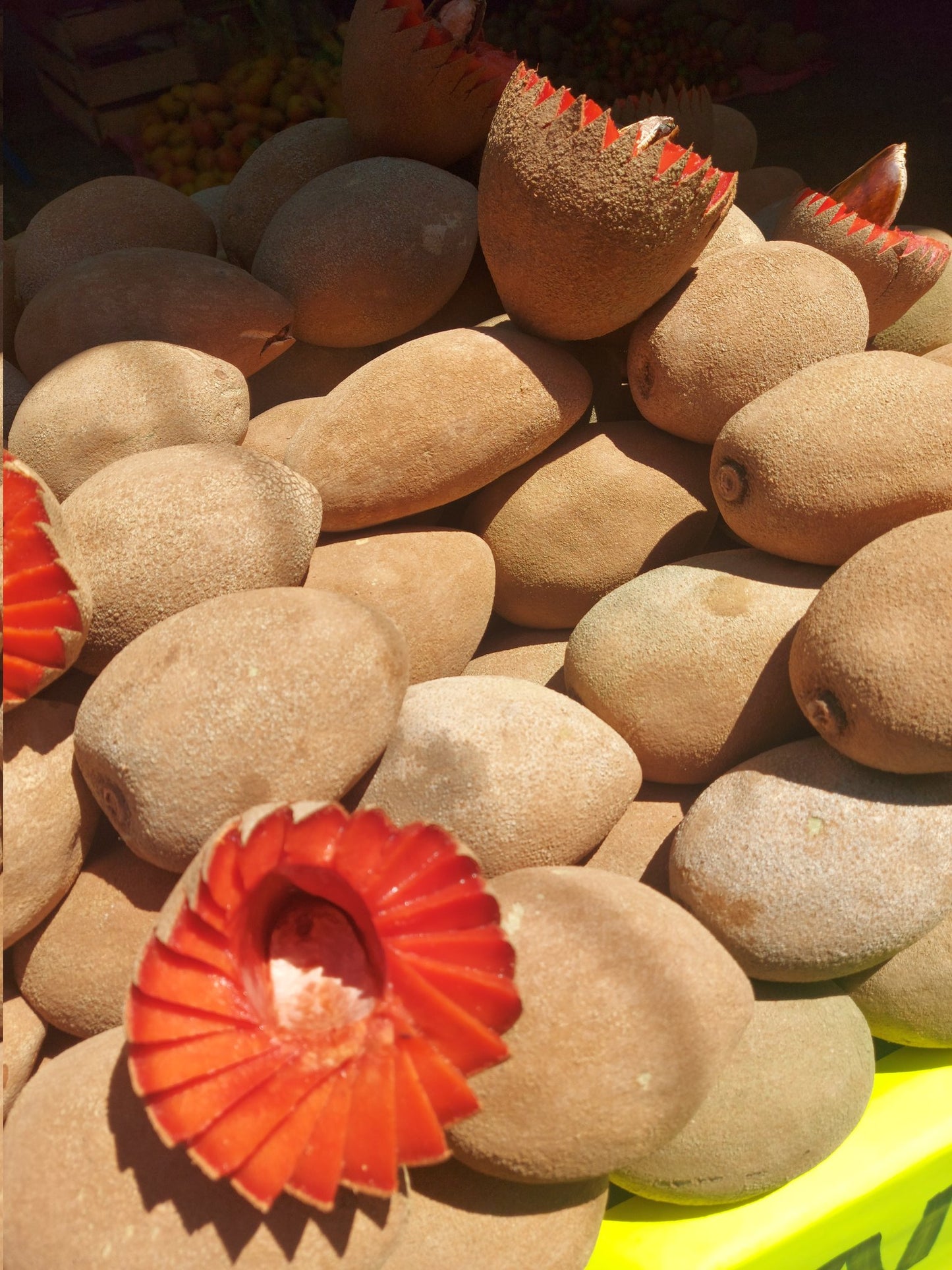 Mamey Liofilizado en Polvo
