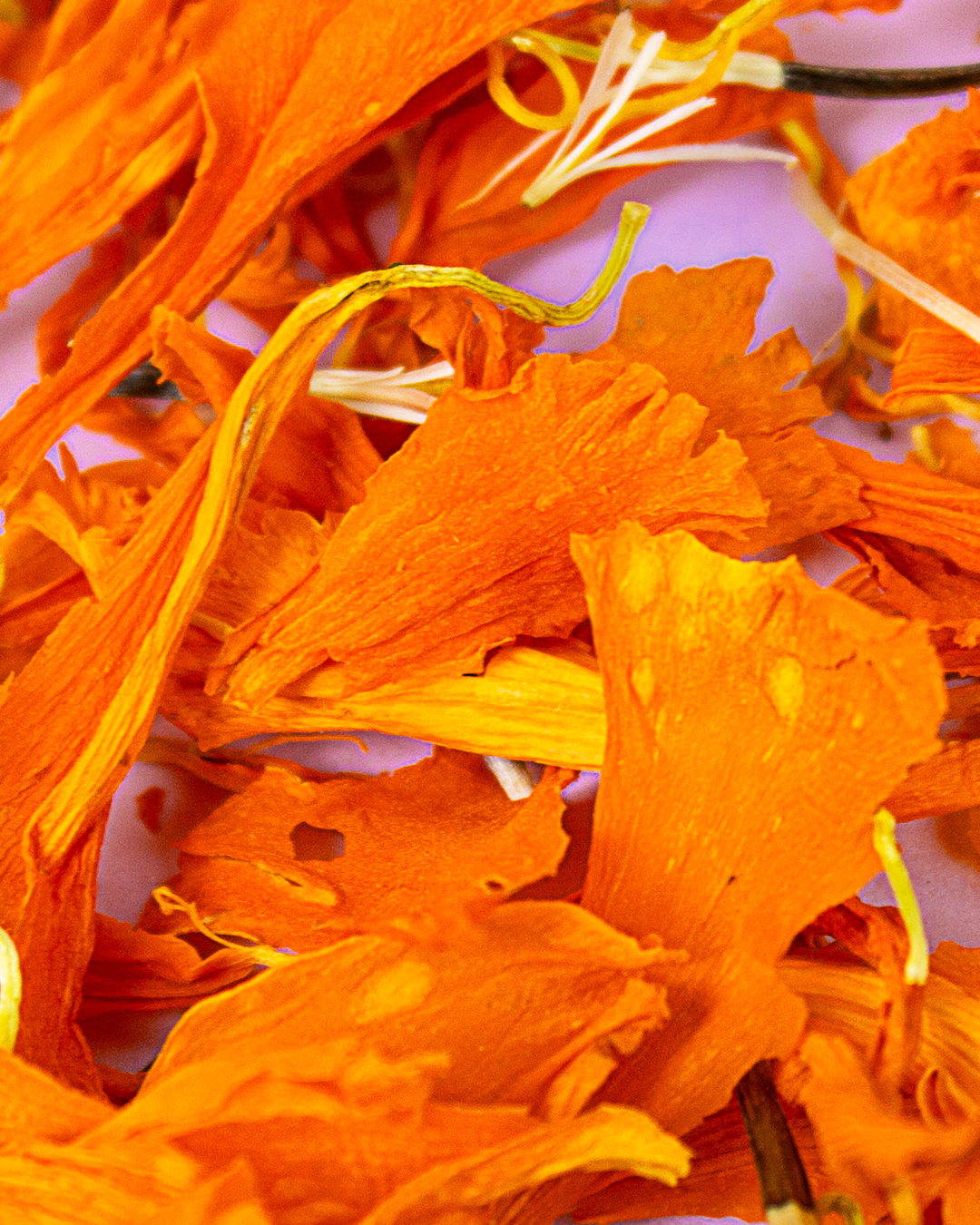 Pétalos de Cempasúchil Liofilizados